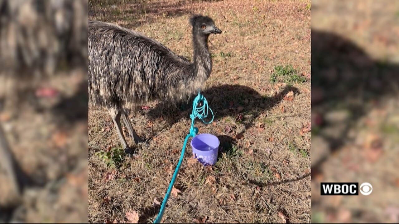 An Emu is on the Loose in Sussex County
